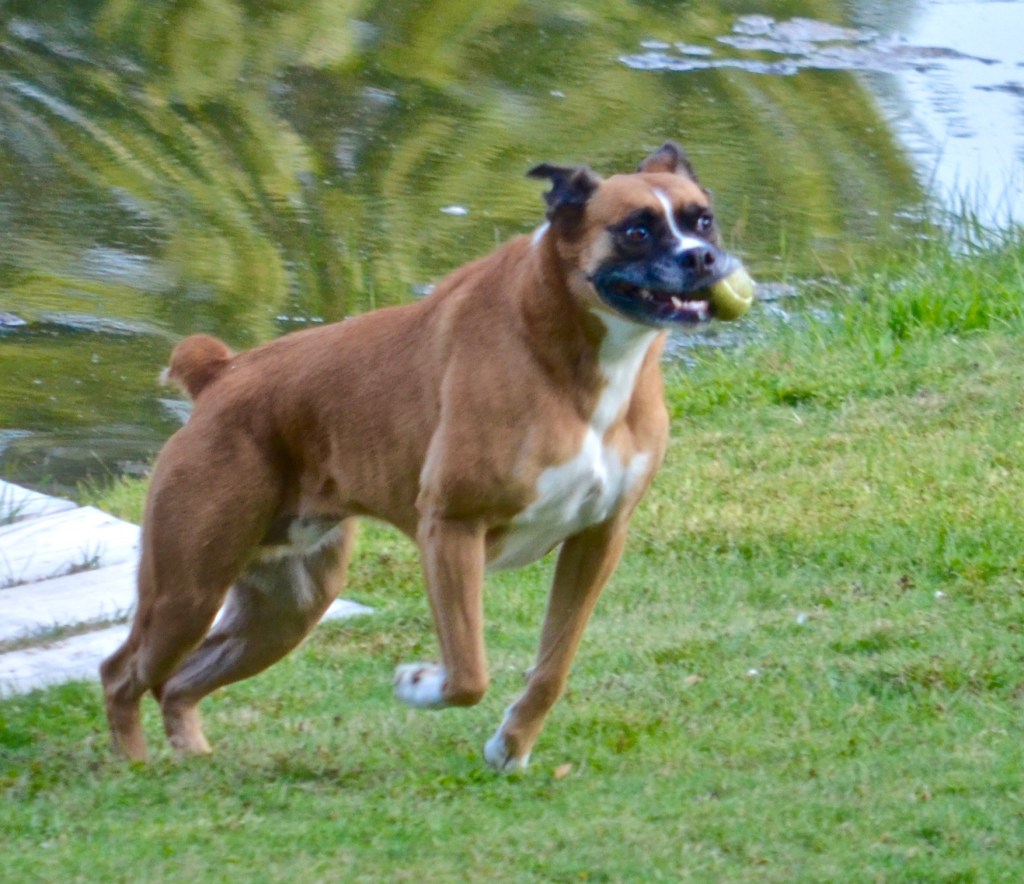 Winston the boxer mutt runs up the lawn with a tennis ball in his mouth, muscles flexed.